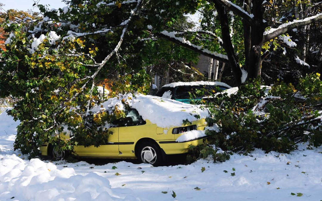 Tree Damage from Ice Storms – Why You Should Care